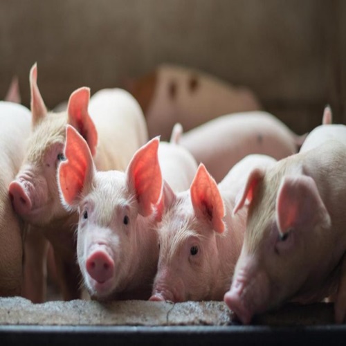 #CÁTEDRAAVÍCOLA | Juan Luis Uccelli analiza la polémica por una posible inversión china en la industria porcina local.
