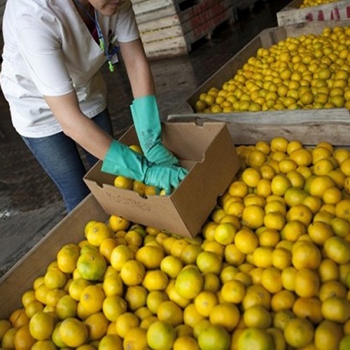 #CÁTEDRAAVÍCOLA | #Agricultura #Limón "Es la producción cítrica más importante del país" // José Carbonell (Pte. de Federcitrus)