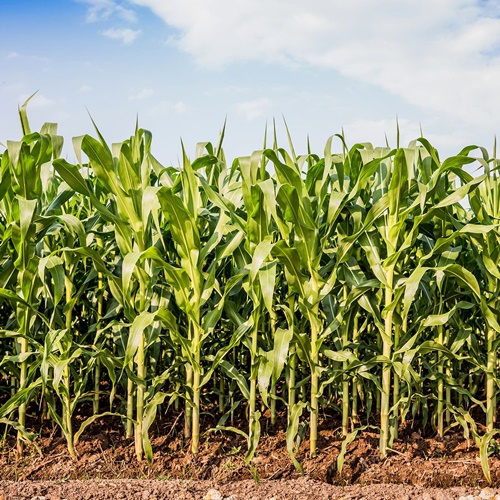 #CÁTEDRAAVÍCOLA | ¿Cómo lograr mayor rendimiento en el maíz tardío? // Entrevista con Gustavo Ferraris (Ing. Agr. INTA)