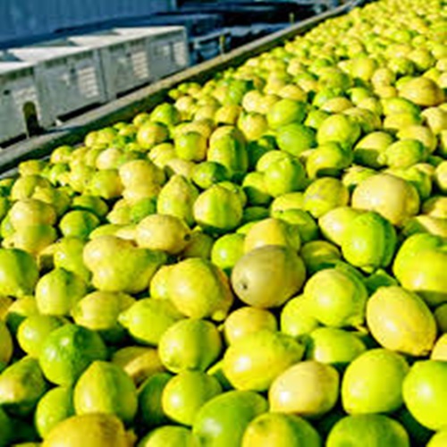 #CÁTEDRAAVÍCOLA  | “El limón se quedó con más del 20% sin exportar y la naranja con más del 50% // José Carbonell (Pte. de Federcitrus)