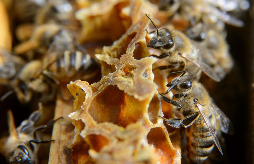 BeeFlow: súper abejas tech para potenciar la polinización