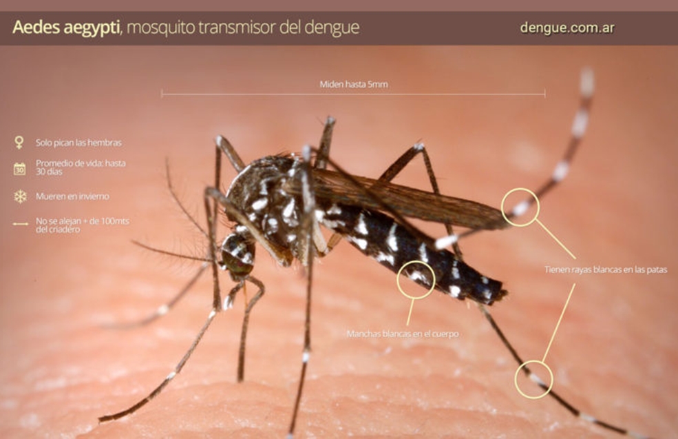 'Hay un brote de dengue en Ciudad', advierte un experto en mosquitos
