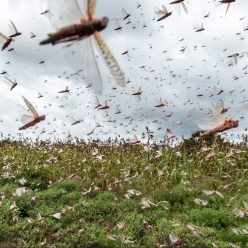 #CátedraAvícola | ¿La plaga de langostas pone en jaque a los cultivos argentinos? // Héctor Medina (SENASA)