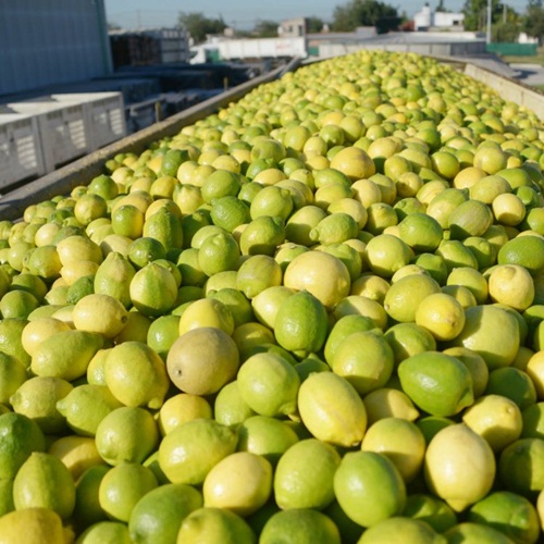 #CatedraAvícola | Los productores de citrus advierten riesgo de desaparición